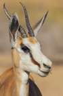 Springbok buck in the morning light of the Kalahari Desert Art Print